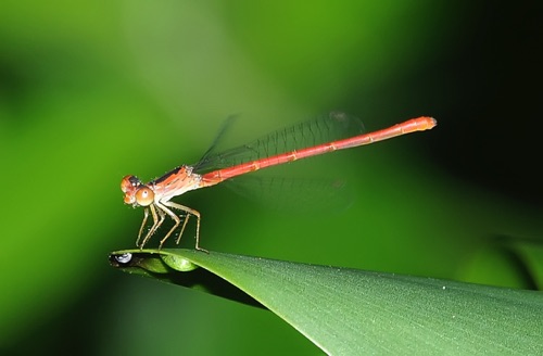 Female
2009_07_07_Lowndes